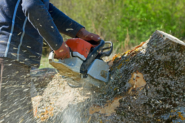 Best Emergency Tree Removal  in Bayou Country Clu, LA